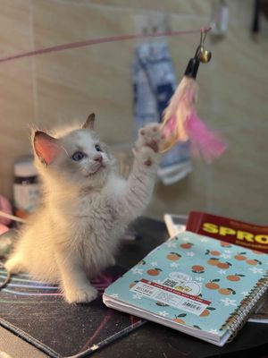 Mèo Ragdoll + Thuần chủng + 2 tháng tuổi. Mua bán Mèo tại Quận Nam Từ Liêm Hà Nội được đăng bởi Tạ Hoàng Việt