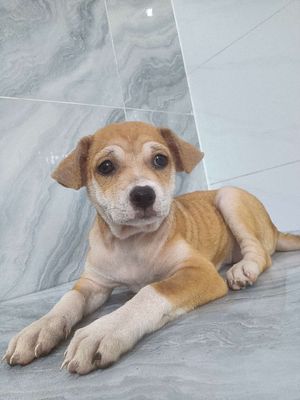 Chó Labrador lai Shiba rất khôn dễ dạy 