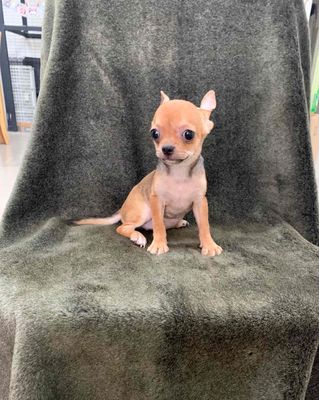 chó Chihuahua mịni