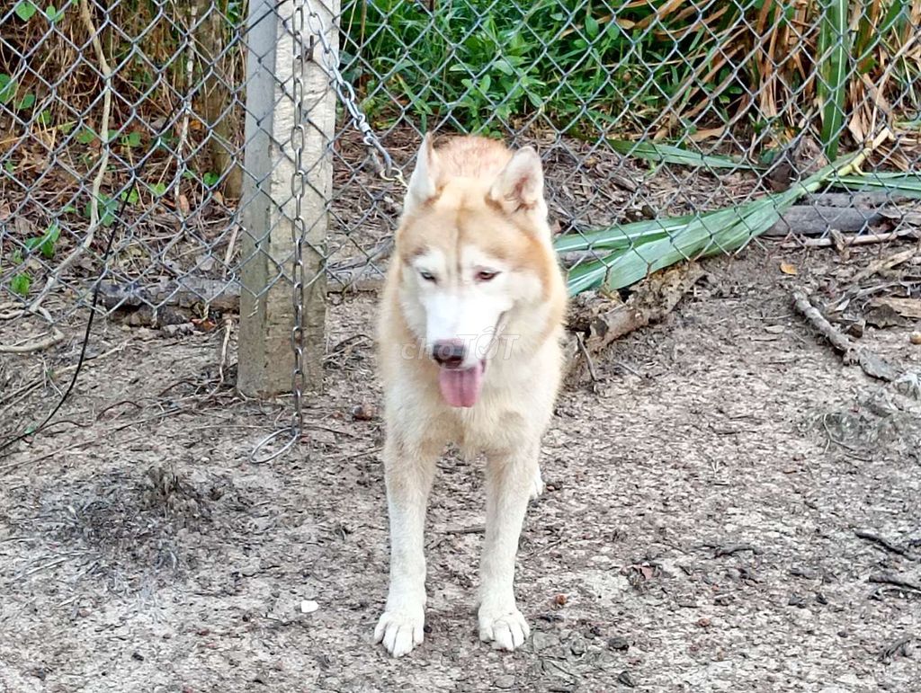 Chó Husky Đực Vàng kem Thuần chủng. Mua bán Chó tại Thành phố Phan Thiết Bình Thuận được đăng bởi Nhân Rottweiler  hình 1