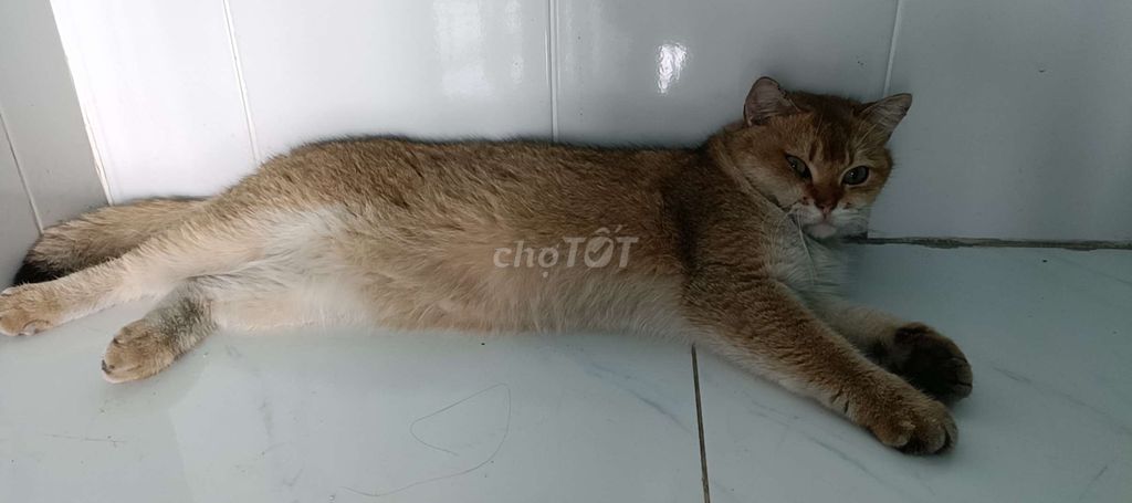 Mèo Anh chân dài Vàng đã tiêm. Mua bán Mèo tại Huyện Đức Hòa Long An được đăng bởi Nhã Nguyễn Hoài hình 1