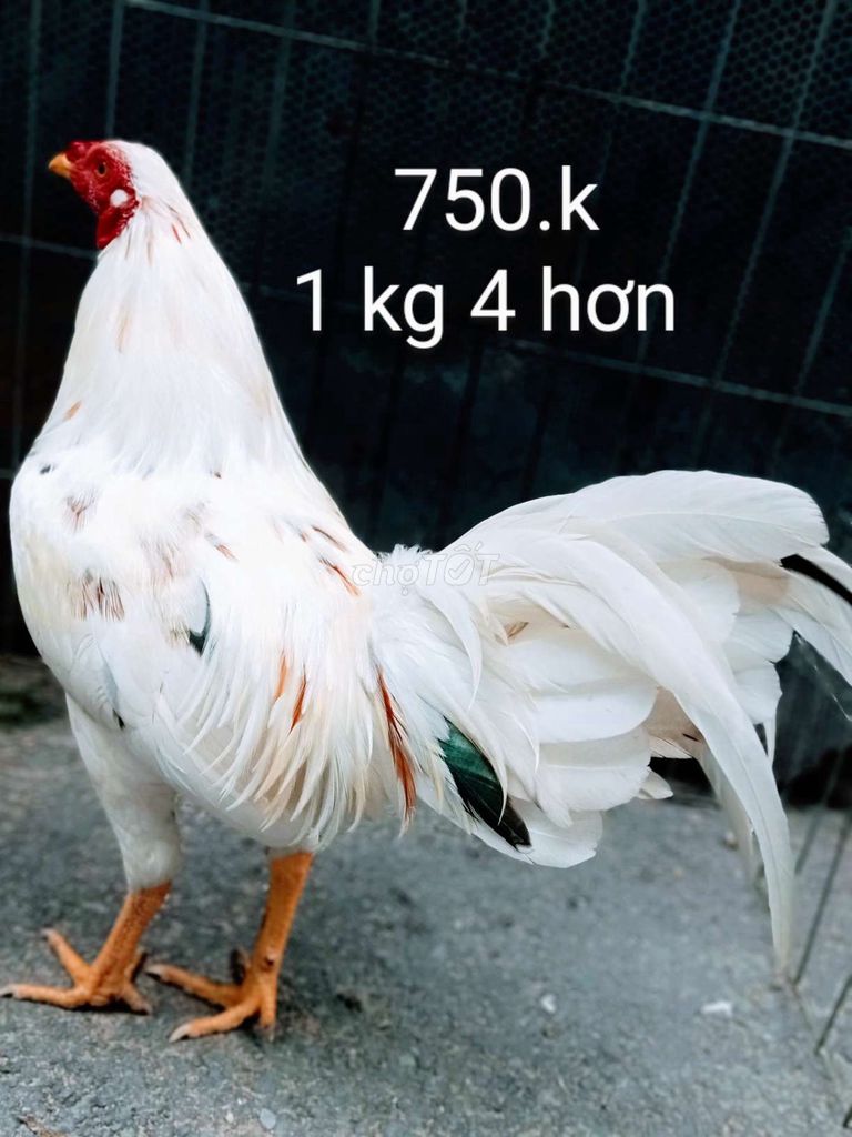 Tay tốt 1 kg 4 hơn gà zin lông mới