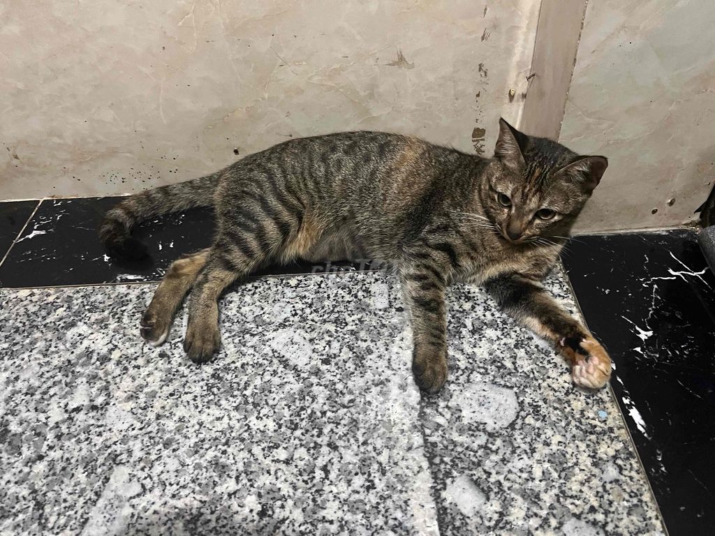 Mèo mướp cái 7 tháng đã triệt sản. Mua bán Mèo tại Quận 6 Tp Hồ Chí Minh được đăng bởi Junsie hình 1