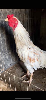 bướm chích 3kg gà tơ còn lên. Mua bán Gà tại Huyện Hóc Môn Tp Hồ Chí Minh được đăng bởi Ngoc Hoang