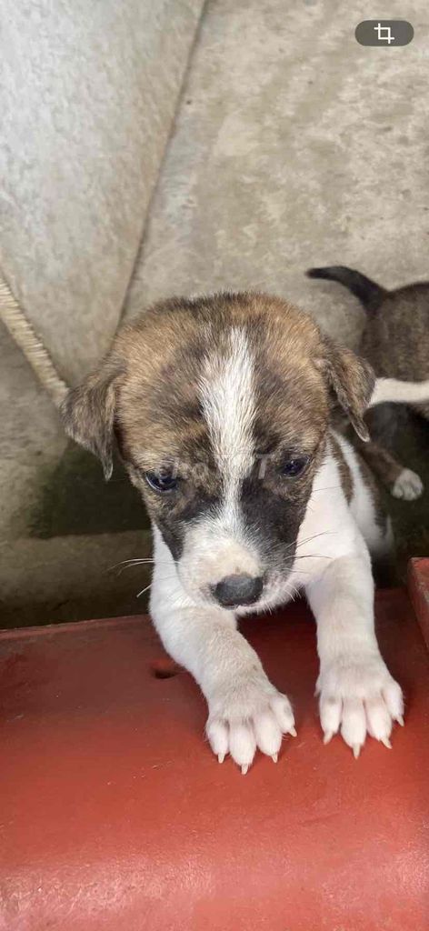 Chó Phú Quốc lai 40 ngày. Mua bán Chó tại Huyện Châu Thành Bến Tre được đăng bởi Hoàng Oanh Lê Đặng hình 1