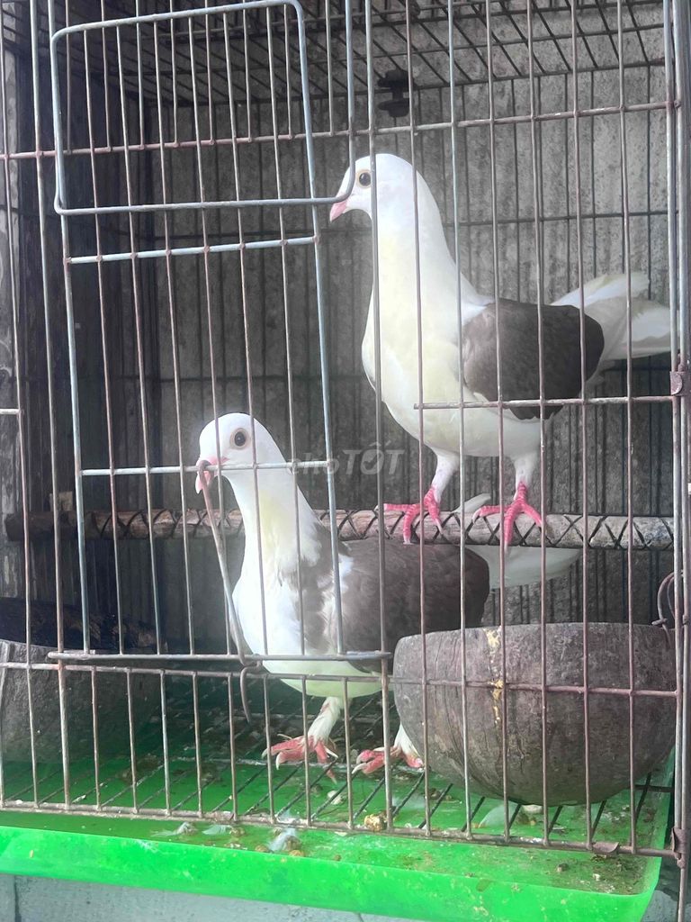 Bồ câu Trắng Nâu. Mua bán Chim tại Quận 6 Tp Hồ Chí Minh được đăng bởi Letuankhang hình 1
