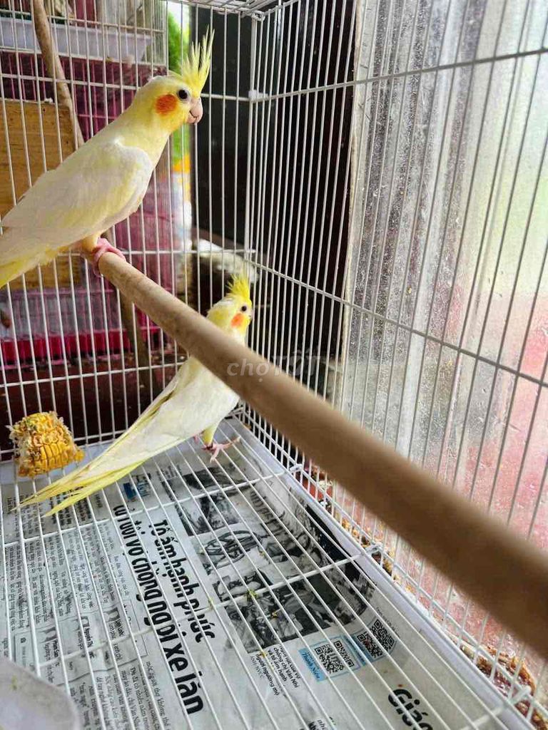 Cần tìm cặp  Chim Cockatiel Vàng Cặp sinh sản. Mua bán Chim tại Thành phố Thủ Đức Tp Hồ Chí Minh được đăng bởi Huy hình 1