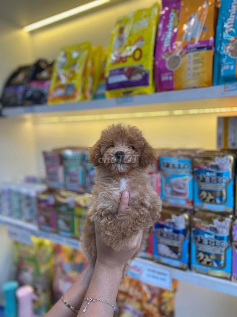 POODLE NÂU NHẠT  - POODLE  XÁM TÌM SEN IU IU 🥰. Mua bán Chó tại Quận Gò Vấp Tp Hồ Chí Minh được đăng bởi MiChi Poodle Home  hình 2