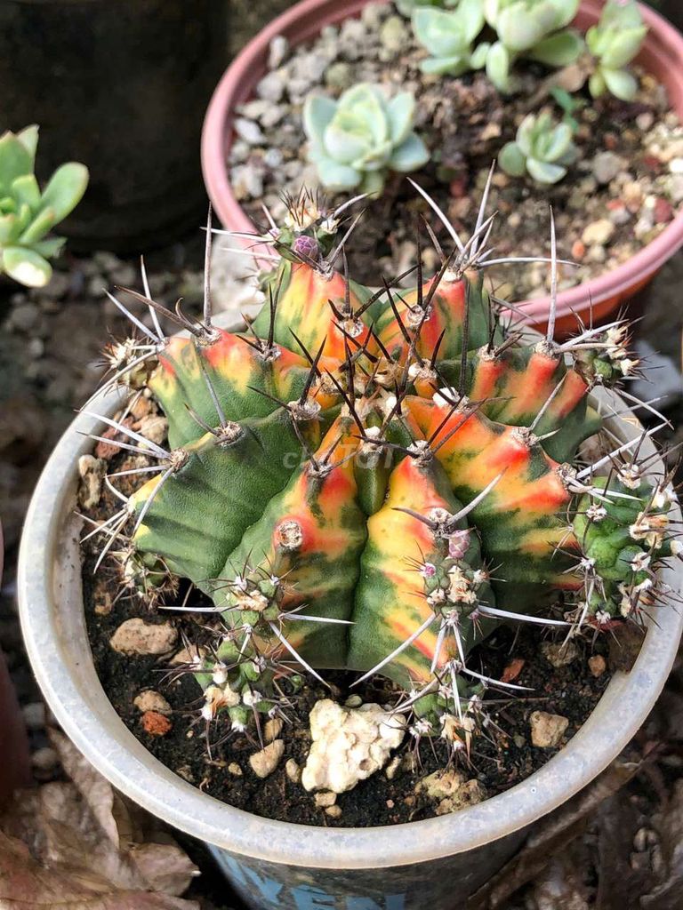 Cây cảnh Xương rồng Đa sắc. Mua bán Cây cảnh, đồ trang trí tại Huyện Cầu Ngang Trà Vinh được đăng bởi Nguyễn Trần Hoài Phong  hình 1