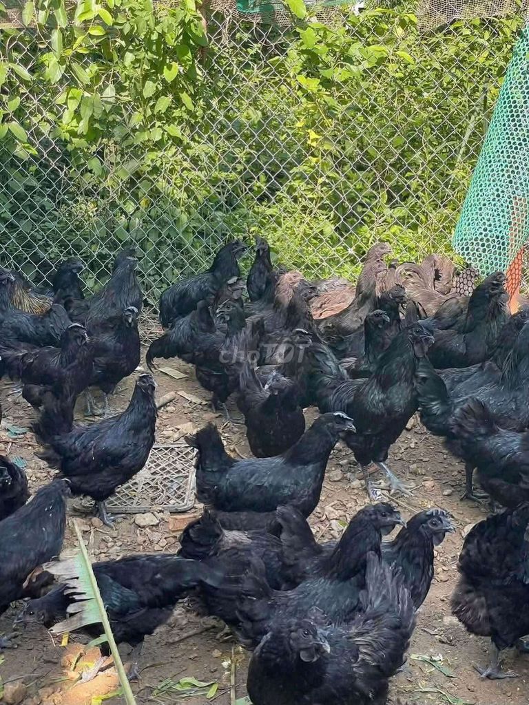 Gà Hmông Thả vườn màu Đen. Mua bán Gà tại Quận Long Biên Hà Nội được đăng bởi tổng kho sỉ hình 1
