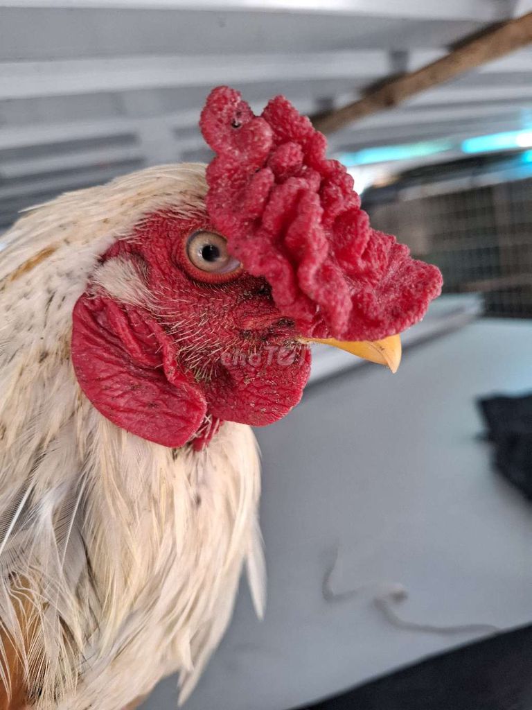 Gà chọi Thái Mỹ 2.45kg 7 tháng Trắng. Mua bán Gà tại Huyện Củ Chi Tp Hồ Chí Minh được đăng bởi Quí gà hình 1