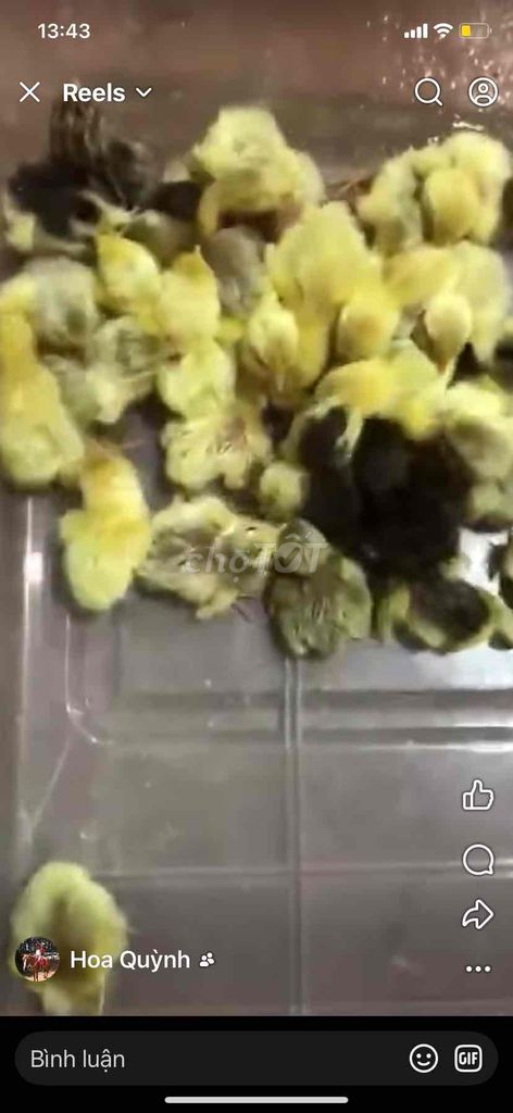 Gà siêu trứng Mắn đẻ. Mua bán Gà tại Quận Nam Từ Liêm Hà Nội được đăng bởi Phan Thị Quỳnh Ho hình 1