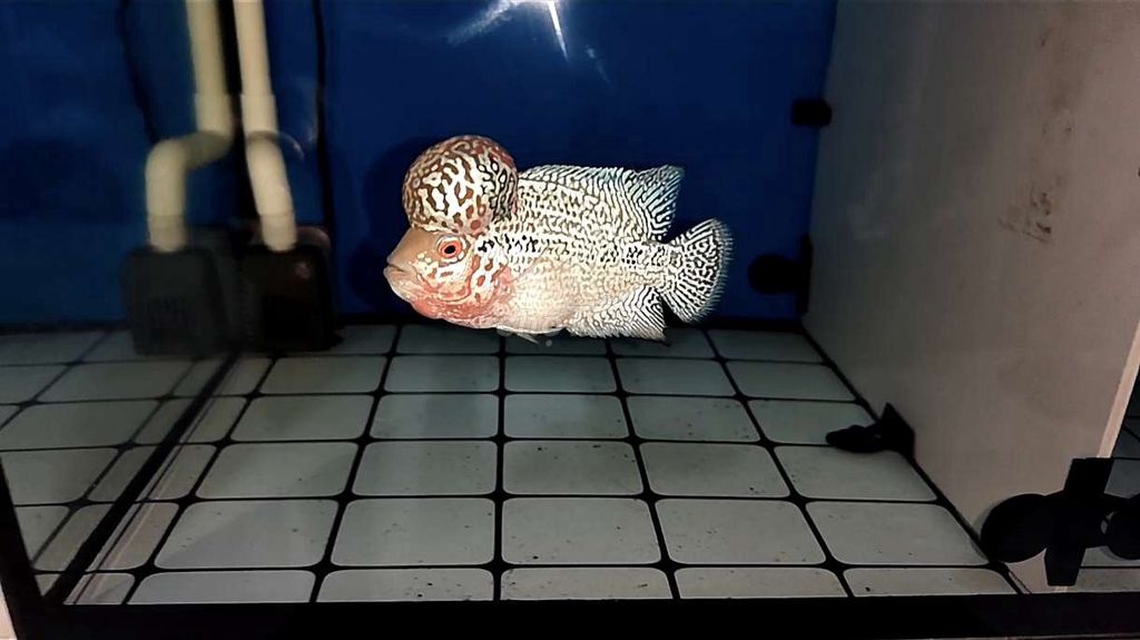 CÁ LA HÁN [58]. Mua bán Thú cưng khác tại Quận 8 Tp Hồ Chí Minh được đăng bởi Phan Ngọc Tấn hình 1