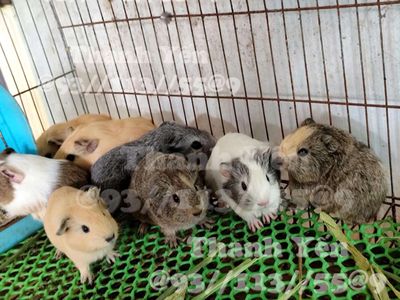 BỌ Ú CALI - AME 500 - 1tr(QUẬN 6). Mua bán Thú cưng khác tại Quận 6 Tp Hồ Chí Minh được đăng bởi Phạm Ngọc
