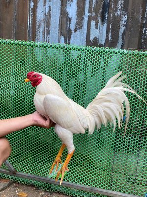 2k5..gà aisu mỹ. Mua bán Gà tại Huyện Bình Chánh Tp Hồ Chí Minh được đăng bởi NÒI VIỆT