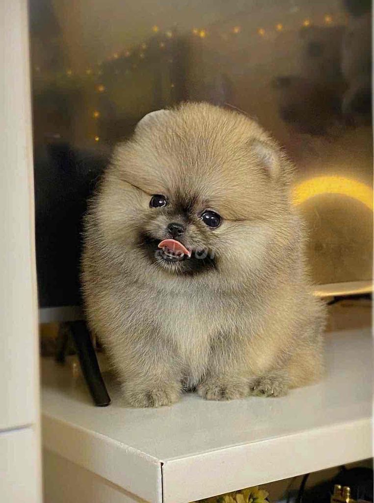 Pom Thái Xám Vàng. Mua bán Chó tại Quận Bình Tân Tp Hồ Chí Minh được đăng bởi Cậu ba bán chó hình 1