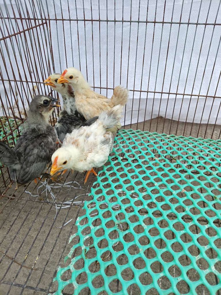 Gà Serama 1.5 tháng. Mua bán Gà tại Thị xã Tân Uyên Bình Dương được đăng bởi PET LOVE hình 1