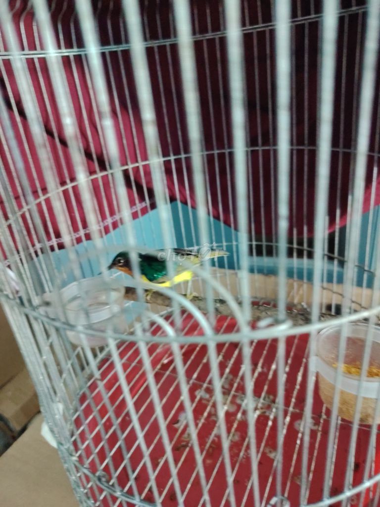 Chim cảnh Xanh tím đã thay lông. Mua bán Chim tại Thành phố Biên Hòa Đồng Nai được đăng bởi Nam Nhung Diep Ly hình 1