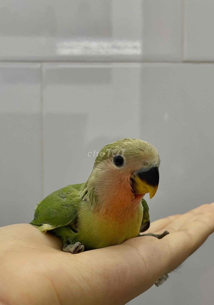 Vẹt Lovebird non nuôi đút bột quấn chủ. Mua bán Chim tại Thành phố Biên Hòa Đồng Nai được đăng bởi Hoàng My hình 1