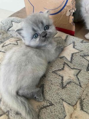 Mèo ALD Xám 1 tháng tuổi