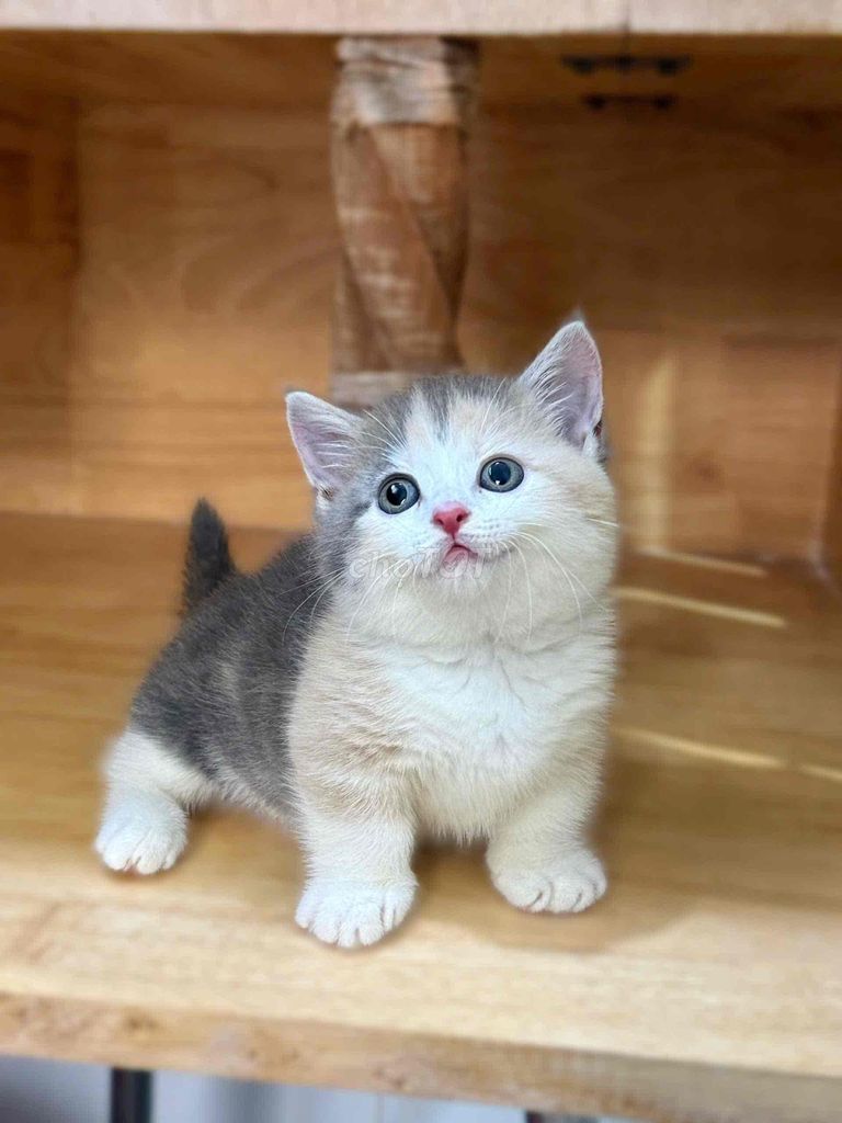 Mèo Chân Ngắn Munchkin Tam Thể Xinh. Mua bán Mèo tại Quận 1 Tp Hồ Chí Minh được đăng bởi ti pet town hình 1