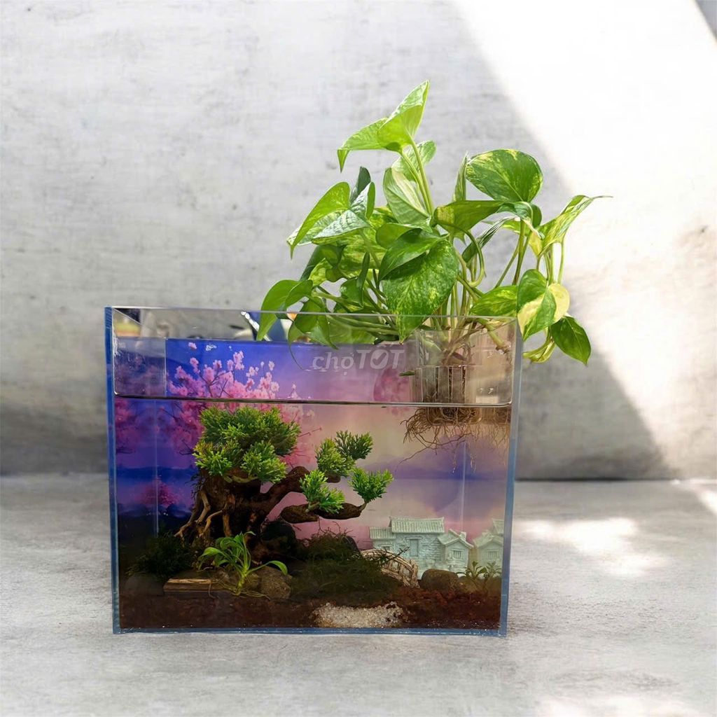 Bể thủy sinh bonsai 30cm Kính cây thủy sinh. Mua bán Cây cảnh, đồ trang trí tại Quận 5 Tp Hồ Chí Minh được đăng bởi Ha Nguyen Thi Hong hình 1