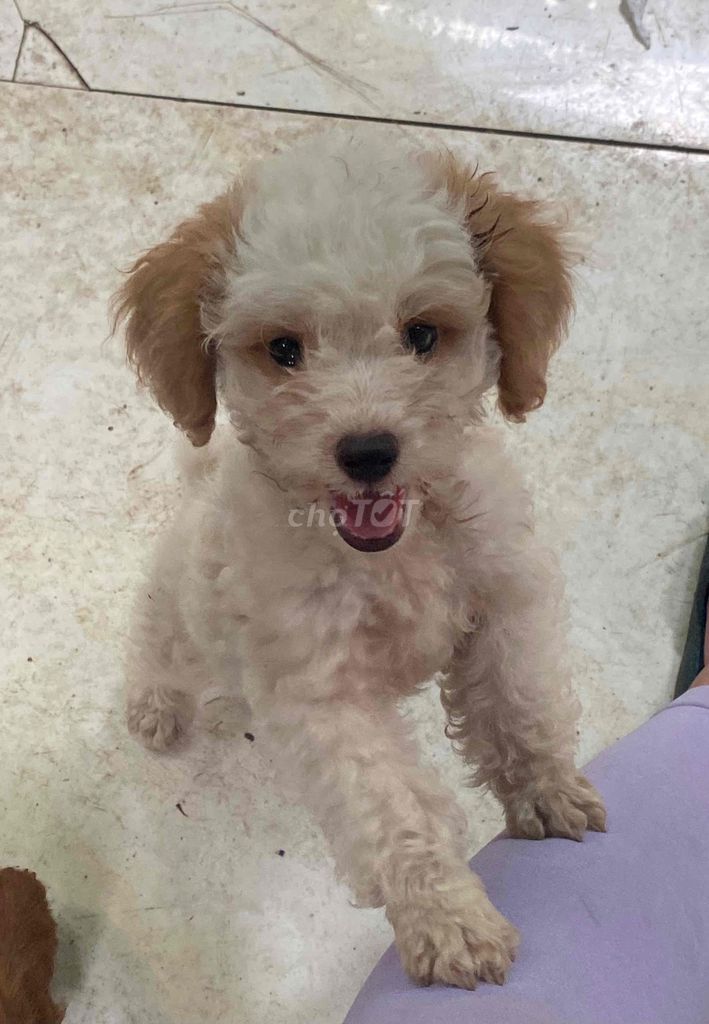 nhượng poodle nhà đẻ siuu quậy