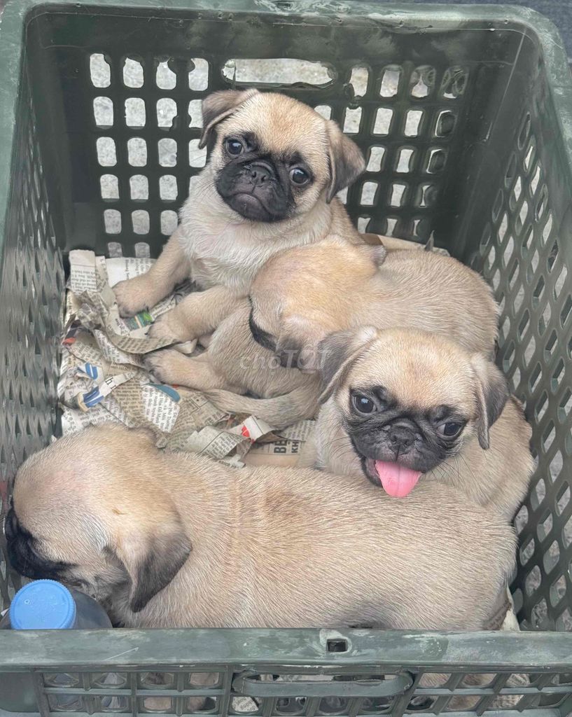 Chó Pug mặt xệ mập đẹp. Mua bán Chó tại Quận Liên Chiểu Đà Nẵng được đăng bởi Anh Pet Shop hình 1