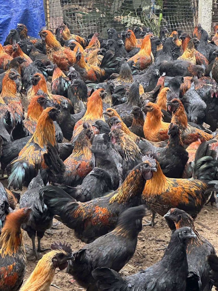 Gà ác siêu đẻ. Mua bán Gà tại Quận Long Biên Hà Nội được đăng bởi tổng kho gia dụng  hình 1