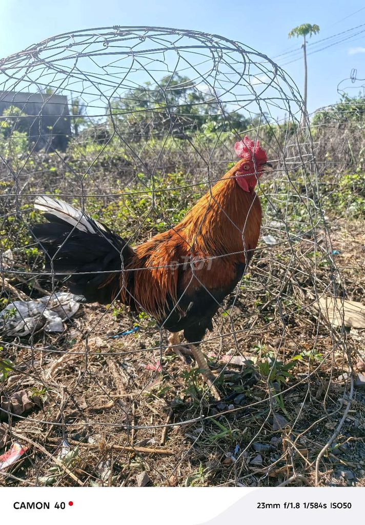 Gà chọi Nâu đen Đực 6 cựa. Mua bán Gà tại Thành phố Long Khánh Đồng Nai được đăng bởi Sang hình 1