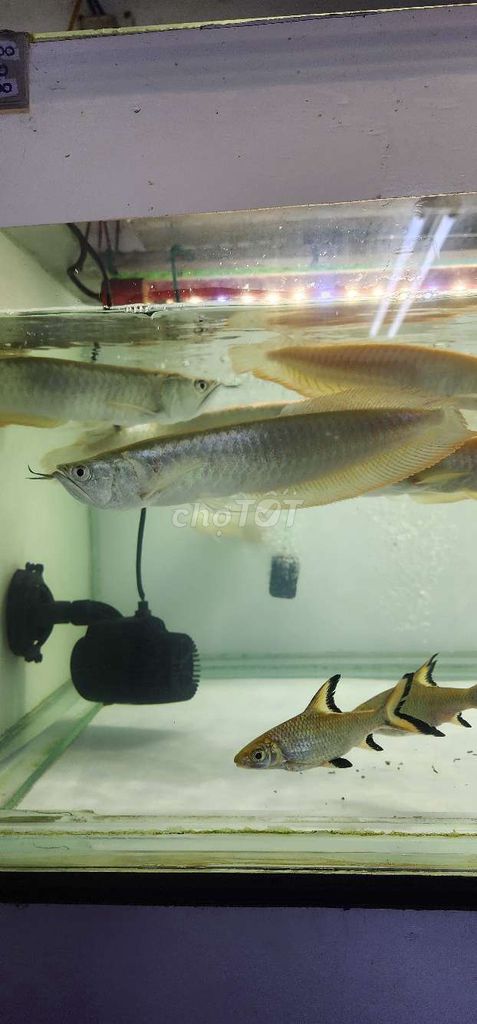 Cá cảnh Ngân Long Bạc 26-28cm. Mua bán Thú cưng khác tại Quận 5 Tp Hồ Chí Minh được đăng bởi Tuấn Anh hình 1