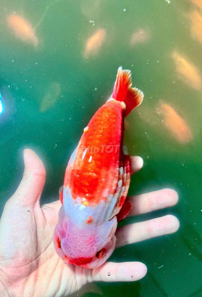 Cá Ranchu Đỏ trắng Lớn. Mua bán Thú cưng khác tại Huyện Hóc Môn Tp Hồ Chí Minh được đăng bởi Tiệm Nhà Cá Vàng  hình 1