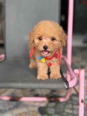 Bán chó Poodle 2tr5. Mua bán Chó tại Thị xã Tân Uyên Bình Dương được đăng bởi tùng 