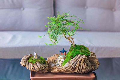 🌿 CÂY MINI BONSAI CHẬU GỖ – MANG THIÊN NHIÊN VÀO K. Mua bán Cây cảnh, đồ trang trí tại Quận Lê Chân Hải Phòng được đăng bởi Vu Nam