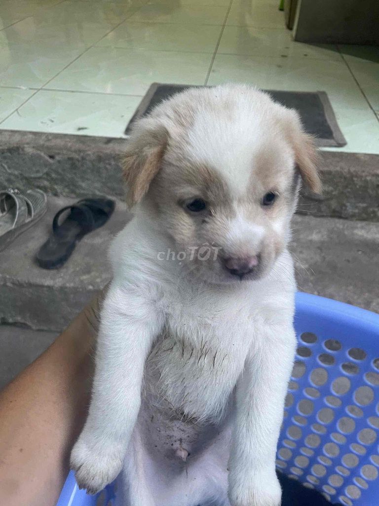 Chó con Trắng Đen. Mua bán Chó tại Quận Ninh Kiều Cần Thơ được đăng bởi nguyễn mạnh khang hình 1