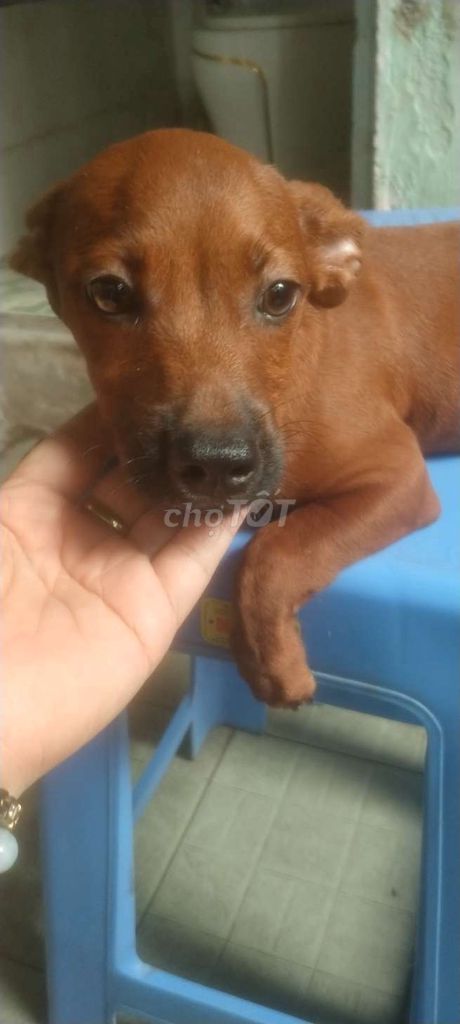 Chó con phốc hươu Nâu 3 tháng đã tiêm. Mua bán Chó tại Thành phố Thủ Đức Tp Hồ Chí Minh được đăng bởi Nguyễn Tam hình 1