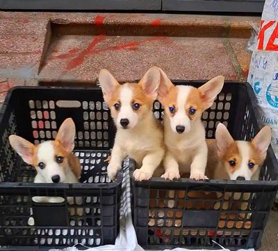 (*)ui trời ! trông nó nũng nịu chưa kìa.hi