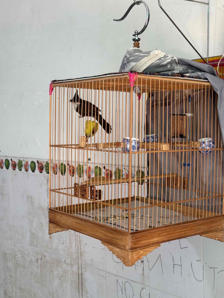 Chim chào mào bổi mồng đá lân. Mua bán Chim tại Quận Bình Tân Tp Hồ Chí Minh được đăng bởi Lê Phát hình 1