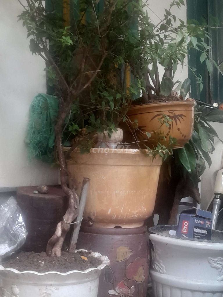 Cây cảnh Giấy Mỹ dáng chậu đẹp. Mua bán Cây cảnh, đồ trang trí tại Quận Hoàng Mai Hà Nội được đăng bởi Anh Tuan hình 1