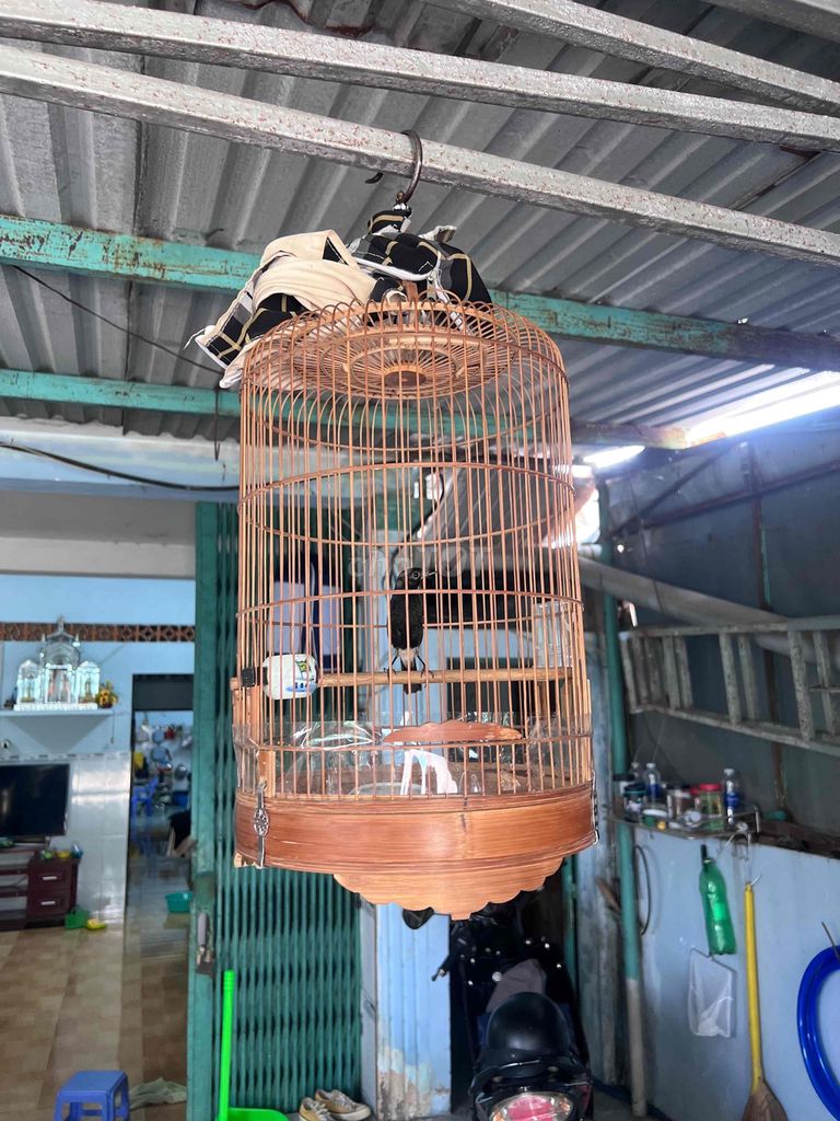 Chèo đất non-hót suốt ngày.luôn lồng. Mua bán Chim tại Huyện Hóc Môn Tp Hồ Chí Minh được đăng bởi Nguyen tuấn hình 1