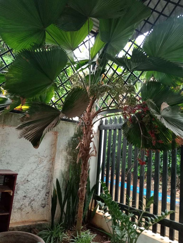 Cây cảnh Cọ Nhật 3 mét lâu năm. Mua bán Cây cảnh, đồ trang trí tại Thành phố Buôn Ma Thuột Đắk Lắk được đăng bởi Thế Hải hình 1