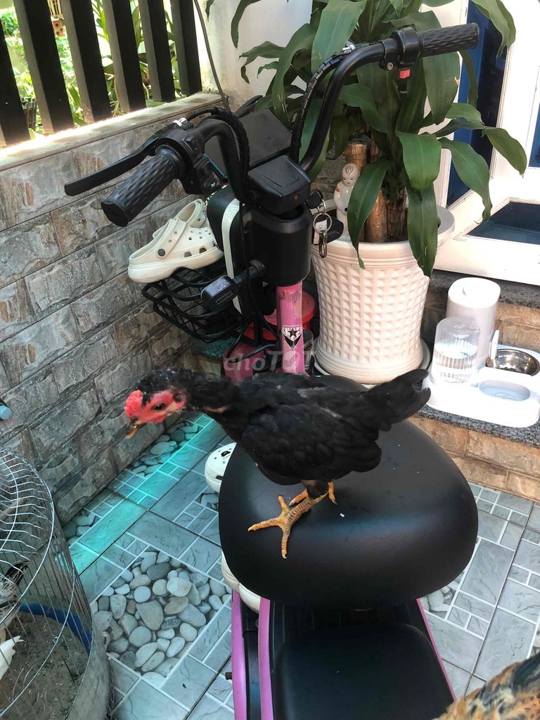 Gà Đen. Mua bán Gà tại Huyện Nhà Bè Tp Hồ Chí Minh được đăng bởi LÊ VĂN GIÀU hình 1