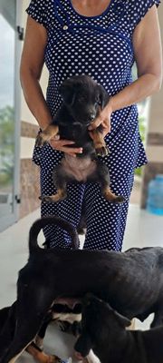 Chó cỏ 100k, mua hết 80k