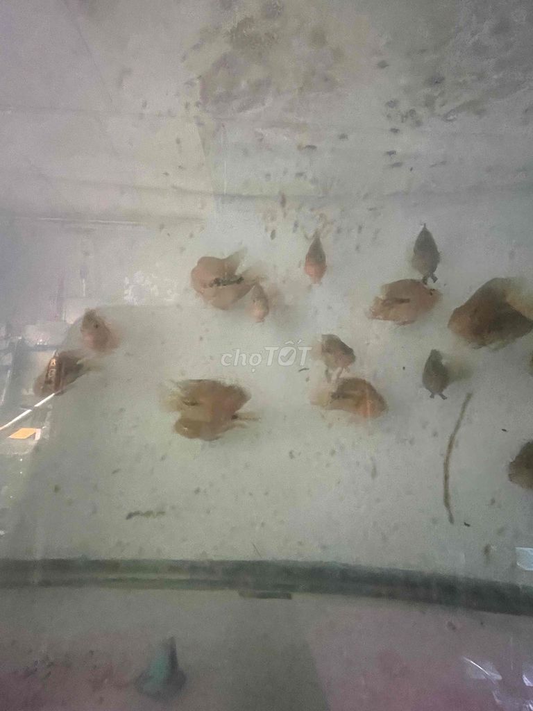 két la hán. Mua bán Thú cưng khác tại Quận 12 Tp Hồ Chí Minh được đăng bởi Cá Cảnh Hiệp Thành hình 1