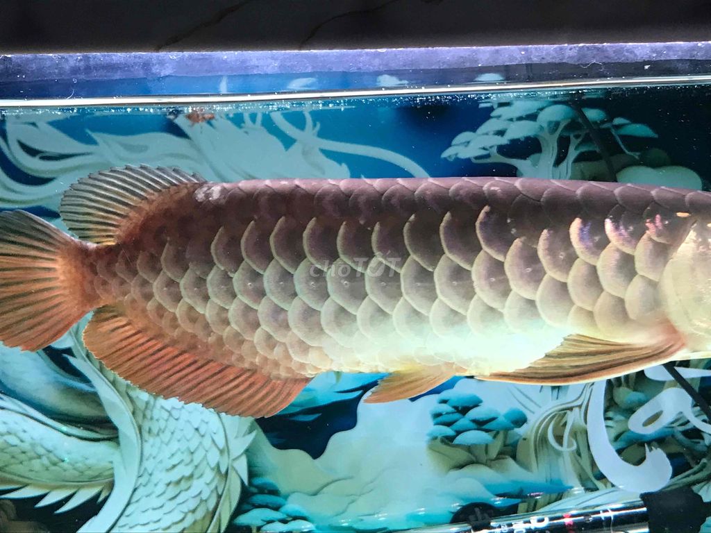 Cá Rồng Bối Tím đực 33-35cm. Mua bán Thú cưng khác tại Quận 11 Tp Hồ Chí Minh được đăng bởi THANH TÙNG hình 1