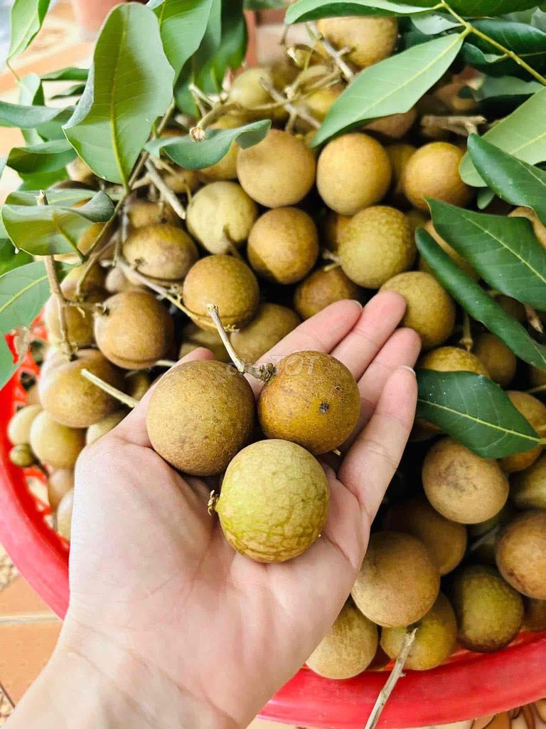 Nhãn xuồng cơm dày ngọt. Mua bán Đồ ăn, thực phẩm và các loại khác tại Quận 7 Tp Hồ Chí Minh được đăng bởi Võ thị cẩm nhung hình 1