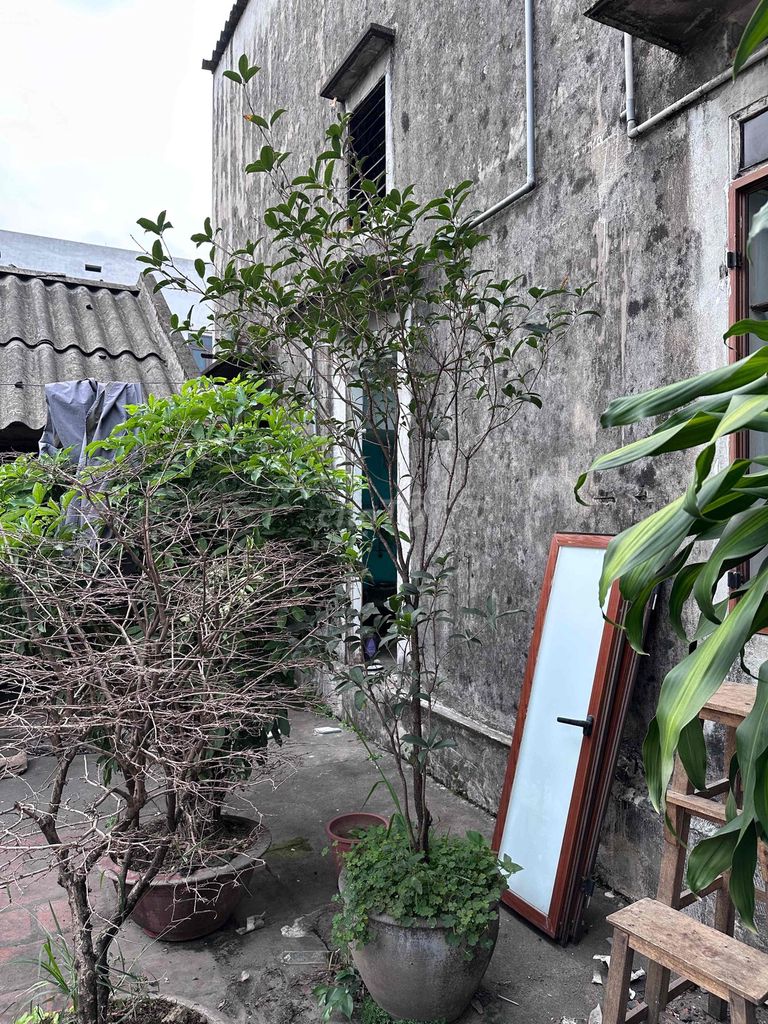 CẦN THANH LÝ GẤP CÂY CẢNH THIẾT MỘC LAN, mộc hương. Mua bán Cây cảnh, đồ trang trí tại Huyện Đông Anh Hà Nội được đăng bởi Như Thuần hình 1