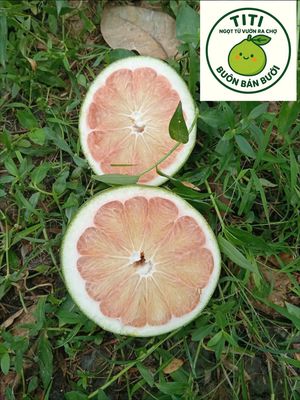 Bưởi vườn miền tây. Mua bán Đồ ăn, thực phẩm và các loại khác tại Thành phố Thủ Đức Tp Hồ Chí Minh được đăng bởi Lê Hoàng Thịnh