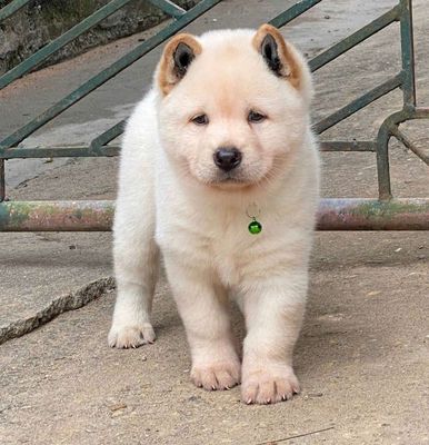Chó đực màu Trắng