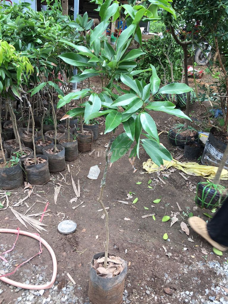 Cây Vải Thiều Cây Choai. Mua bán Đồ chuyên dụng, Giống nuôi trồng tại Huyện Gia Lâm Hà Nội được đăng bởi Nhà vườn tuấn muôn  hình 1